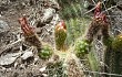 Anteprima di Echinopsis rowleyi