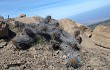 Anteprima di Echinopsis sextoniana