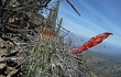 Anteprima di Echinopsis sextoniana