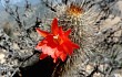 Anteprima di Echinopsis sextoniana