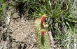 Anteprima di Echinopsis smaragdiflora