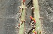 Anteprima di Echinopsis smaragdiflora