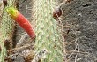 Anteprima di Echinopsis smaragdiflora