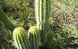 Preview photo Echinopsis volliana