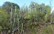 Anteprima di Echinopsis volliana