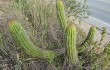 Preview photo Echinopsis volliana