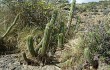 Preview photo Echinopsis volliana