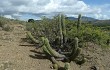 Preview photo Echinopsis volliana