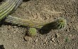 Anteprima di Echinopsis volliana