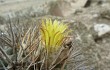 Preview photo Eriosyce islayensis