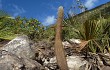 Vista previa de Lagenosocereus luetzelburgii