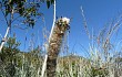 Preview photo Lagenosocereus luetzelburgii