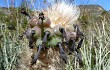 Preview photo Lagenosocereus luetzelburgii