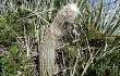 Preview photo Lagenosocereus luetzelburgii