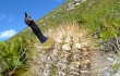 Preview photo Lagenosocereus luetzelburgii