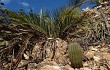 Preview photo Lagenosocereus luetzelburgii