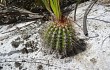 Preview photo Lagenosocereus luetzelburgii