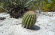 Preview photo Lagenosocereus luetzelburgii