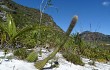 Preview photo Lagenosocereus luetzelburgii