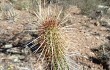 Anteprima di Echinopsis parviflora