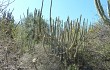 Vista previa de Echinopsis parviflora