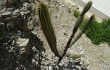 Vista previa de Echinopsis parviflora
