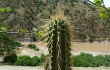 Vista previa de Echinopsis parviflora