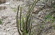 Vista previa de Echinopsis parviflora