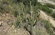 Vista previa de Echinopsis parviflora