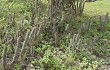 Vista previa de Echinopsis parviflora