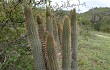 Vista previa de Echinopsis parviflora