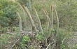 Vista previa de Echinopsis parviflora