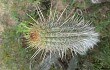 Vista previa de Echinopsis parviflora