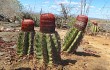 Preview photo Melocactus levitestatus