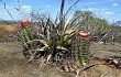 Preview photo Melocactus levitestatus