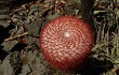 Preview photo Melocactus levitestatus