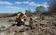 Anteprima di Melocactus levitestatus