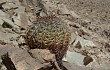 Anteprima di Melocactus peruvianus