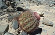 Anteprima di Melocactus peruvianus