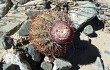 Anteprima di Melocactus peruvianus