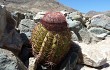 Preview photo Melocactus peruvianus