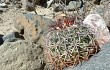 Anteprima di Melocactus peruvianus