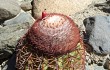 Preview photo Melocactus peruvianus