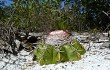 Preview photo Melocactus violaceus