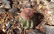 Anteprima di Melocactus zehntneri