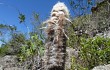 Anteprima di Micranthocereus purpureus