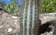 Preview photo Micranthocereus purpureus