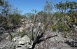 Anteprima di Micranthocereus purpureus