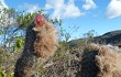 Anteprima di Micranthocereus purpureus