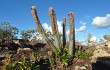 Vista previa de Micranthocereus purpureus